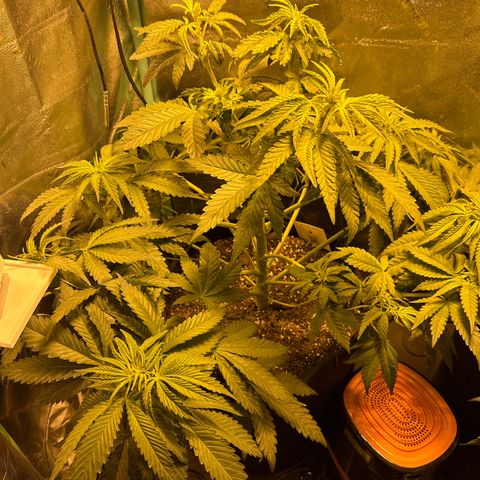 Planet of the Grapes growlog timeline photo