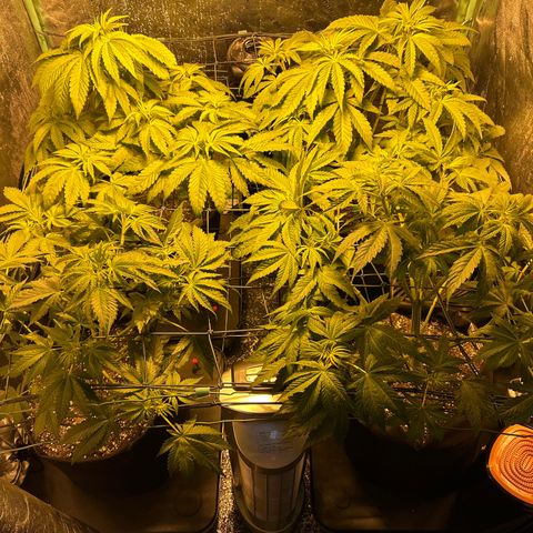 Planet of the Grapes #1 growlog timeline photo
