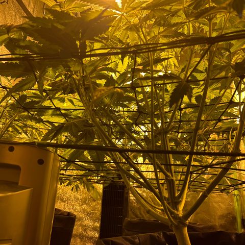 Planet of the Grapes #1 growlog timeline photo