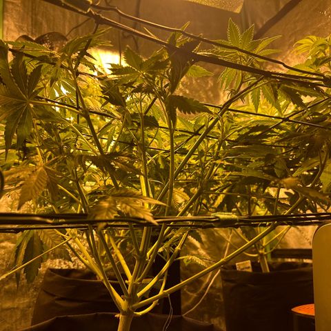 Planet of the Grapes #1 growlog timeline photo