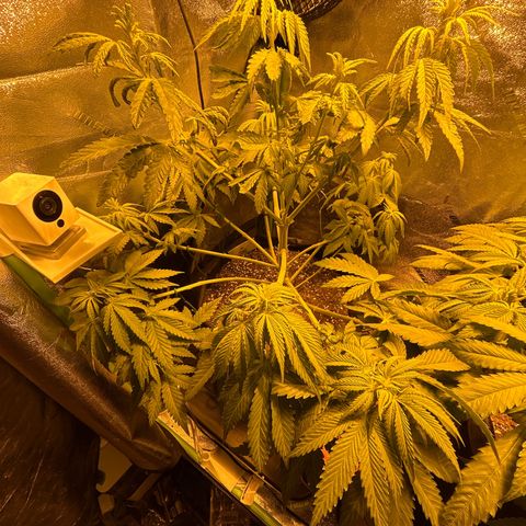 Planet of the Grapes growlog timeline photo