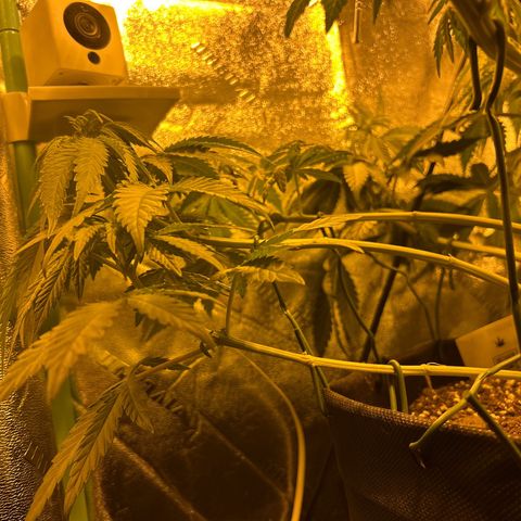 Planet of the Grapes growlog timeline photo