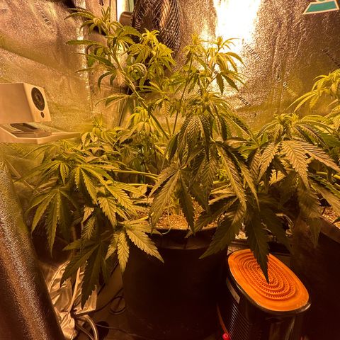 Planet of the Grapes growlog timeline photo