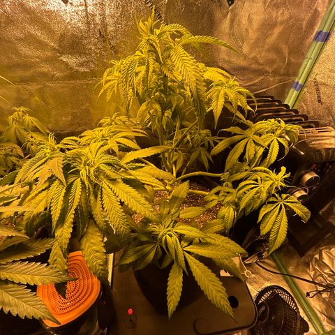 King’s Juice  growlog timeline photo