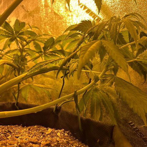 King’s Juice  growlog timeline photo