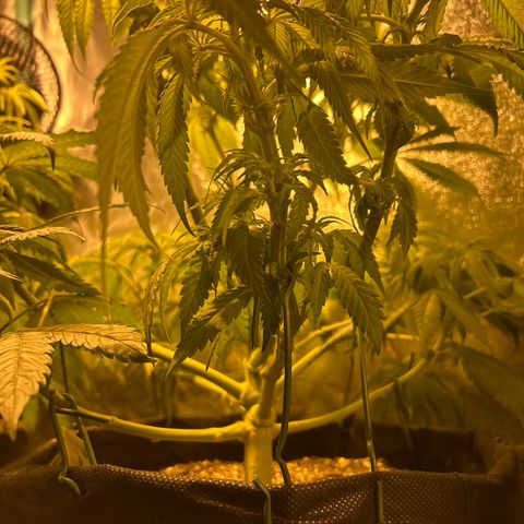 King’s Juice  growlog timeline photo