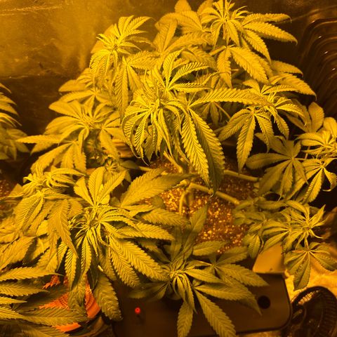 King’s Juice  growlog timeline photo
