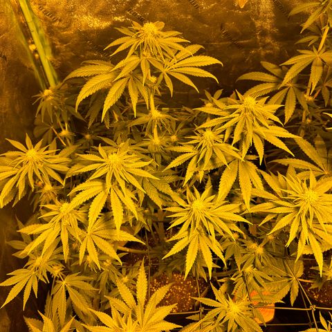 Planet of the Grapes #1 growlog timeline photo