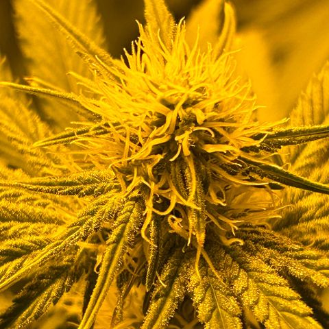 Planet of the Grapes #1 growlog timeline photo