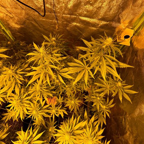 Planet of the Grapes #1 growlog timeline photo
