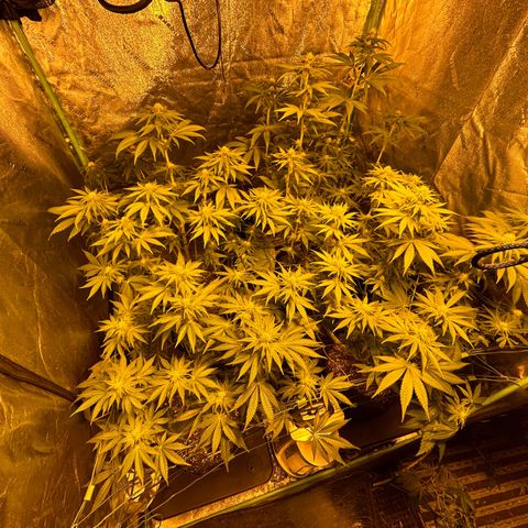 Planet of the Grapes #1 growlog timeline photo