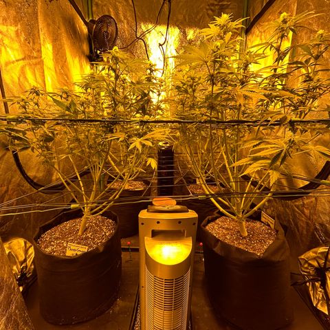 Planet of the Grapes #1 growlog timeline photo