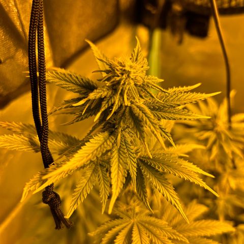Planet of the Grapes growlog timeline photo