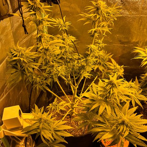 Planet of the Grapes growlog timeline photo