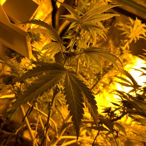 Planet of the Grapes growlog timeline photo