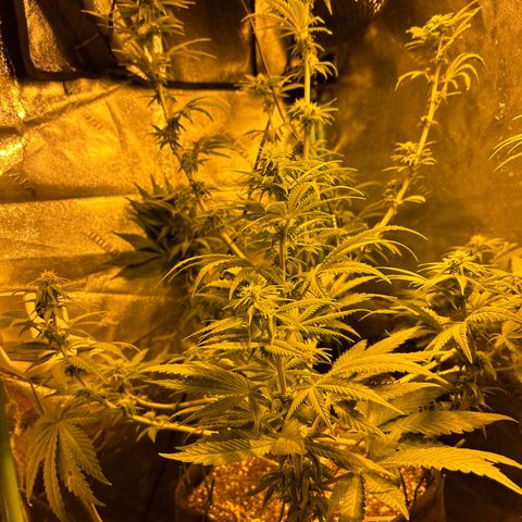 Planet of the Grapes growlog timeline photo
