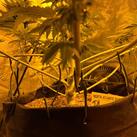 Planet of the Grapes growlog timeline photo