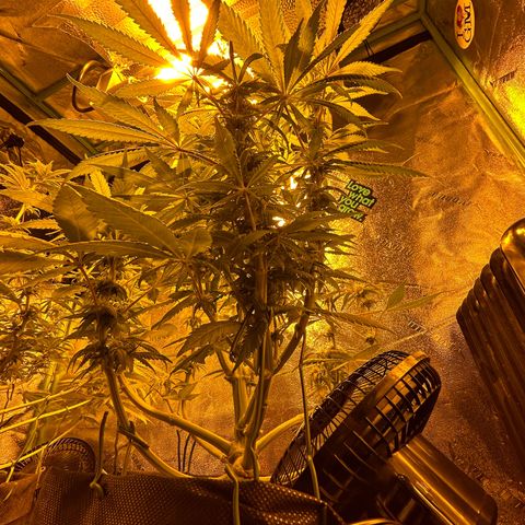 King’s Juice  growlog timeline photo