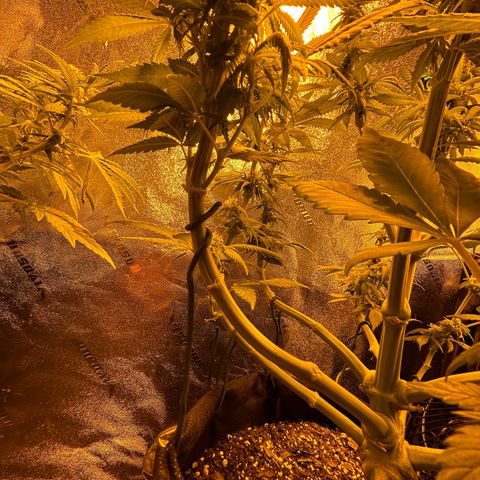 King’s Juice  growlog timeline photo