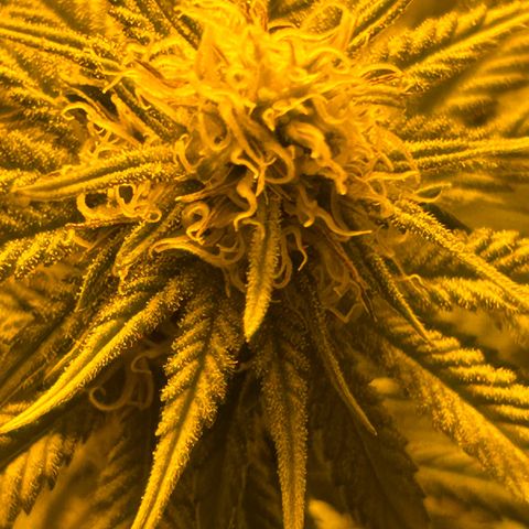 King’s Juice  growlog timeline photo