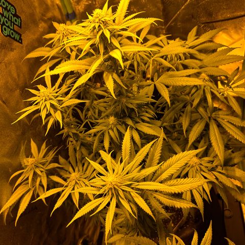 King’s Juice  growlog timeline photo