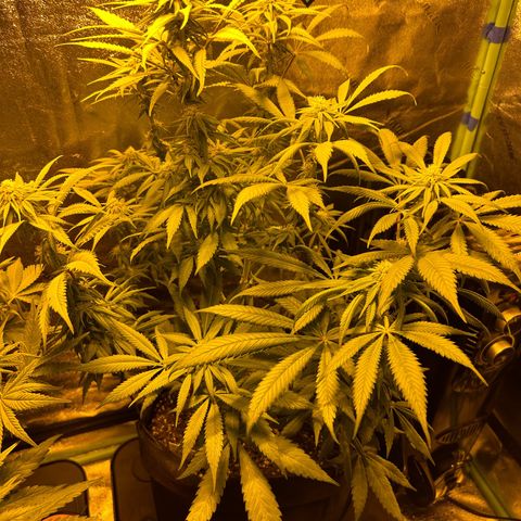 King’s Juice  growlog timeline photo