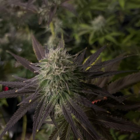 Planet of the Grapes #1 growlog timeline photo