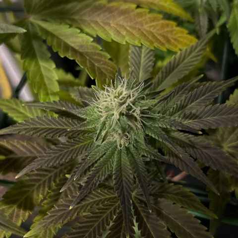 Planet of the Grapes #1 growlog timeline photo