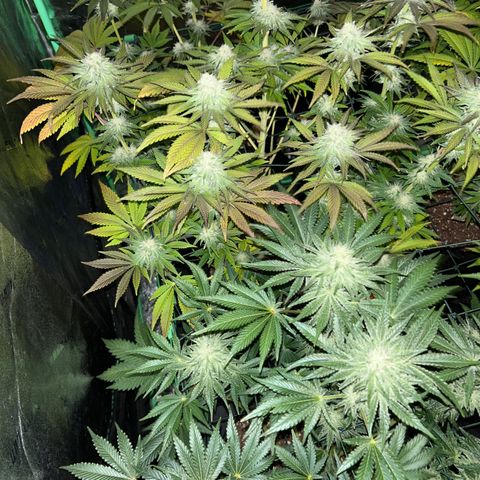 Planet of the Grapes #1 growlog timeline photo