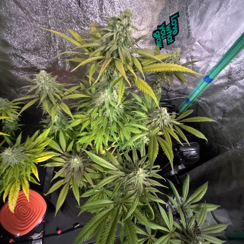 King’s Juice  growlog timeline photo