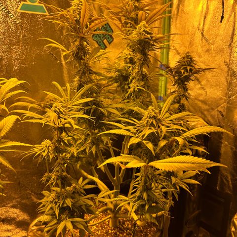 King’s Juice  growlog timeline photo