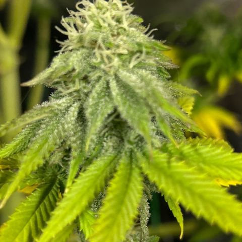 Planet of the Grapes growlog timeline photo