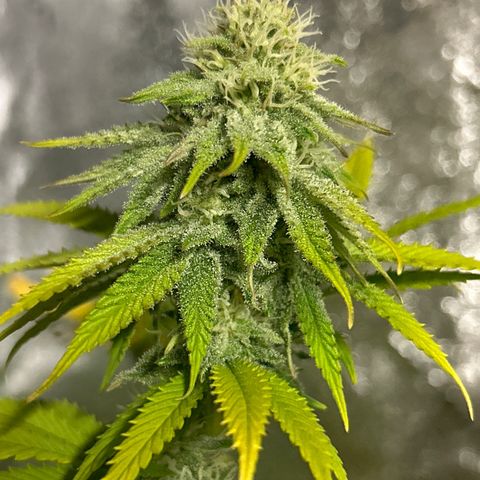 Planet of the Grapes growlog timeline photo