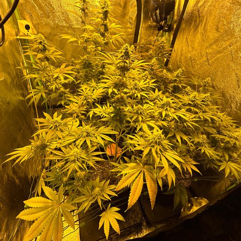Planet of the Grapes #1 growlog timeline photo