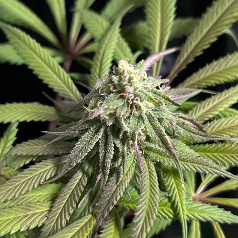King’s Juice  growlog timeline photo