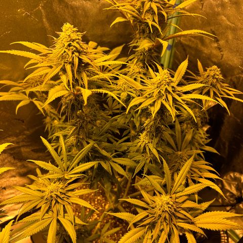 King’s Juice  growlog timeline photo