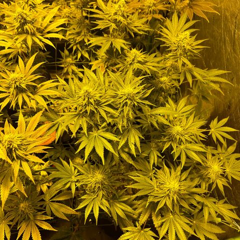 Planet of the Grapes #1 growlog timeline photo