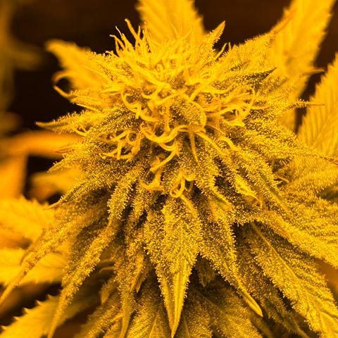 Planet of the Grapes growlog timeline photo