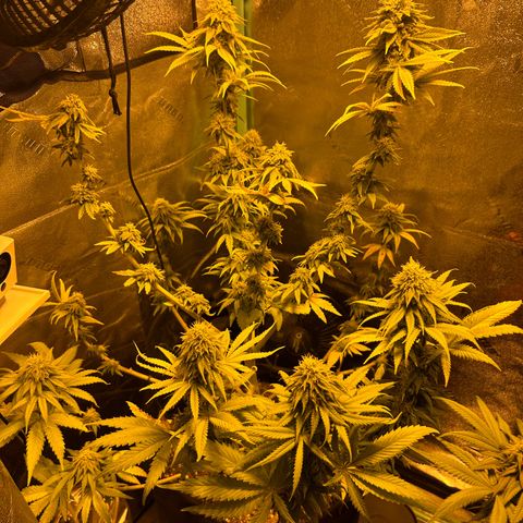 Planet of the Grapes growlog timeline photo