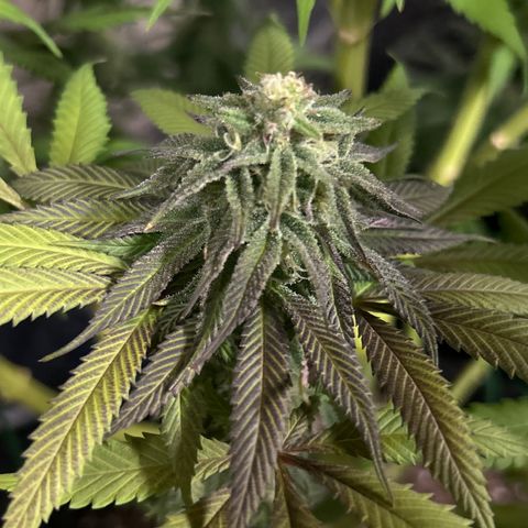 King’s Juice  growlog timeline photo