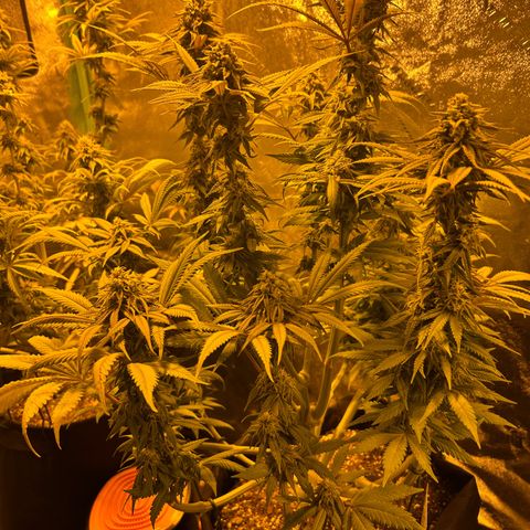 King’s Juice  growlog timeline photo