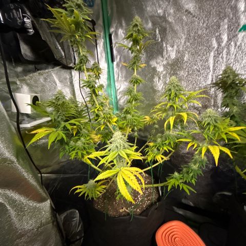 Planet of the Grapes growlog timeline photo