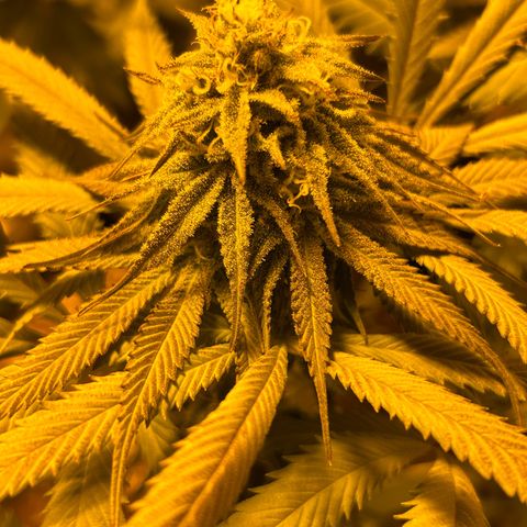 King’s Juice  growlog timeline photo
