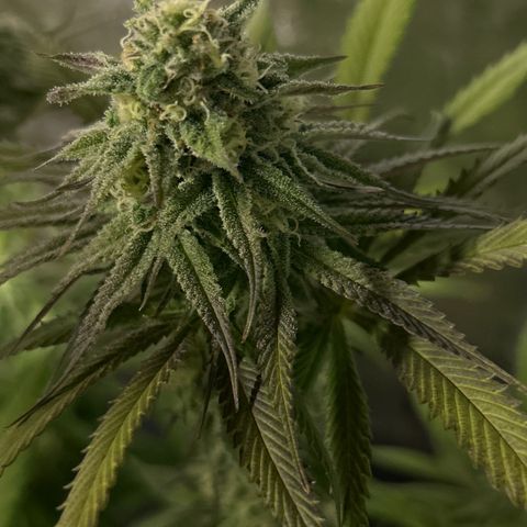 King’s Juice  growlog timeline photo