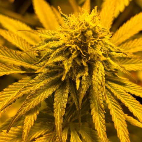 Planet of the Grapes #1 growlog timeline photo