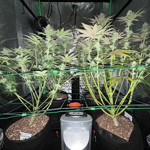 Planet of the Grapes #1 growlog timeline photo