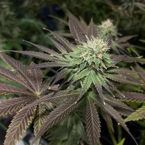Planet of the Grapes #1 growlog timeline photo