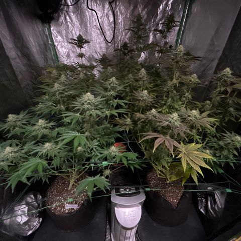 Planet of the Grapes #1 growlog timeline photo