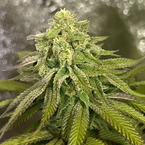 King’s Juice  growlog timeline photo