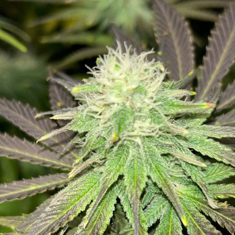 Planet of the Grapes #1 growlog timeline photo